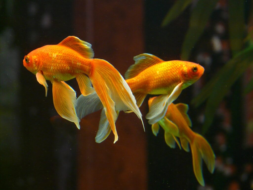 veil tail, fish, goldfish-11454.jpg
